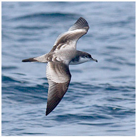 Буллеров буревестник и Белолобый тайфунник / Птицы Южных Курил